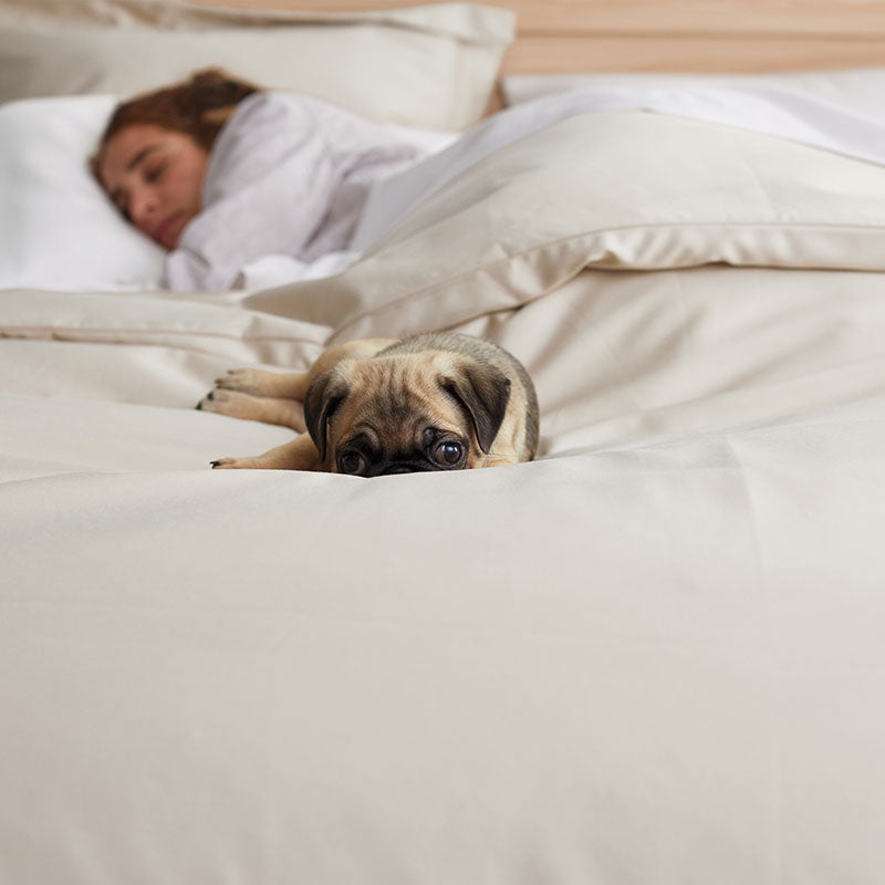 Premium Smooth Supima® Cotton Wrinkle-Free Sateen Duvet Cover - Alabaster, Full